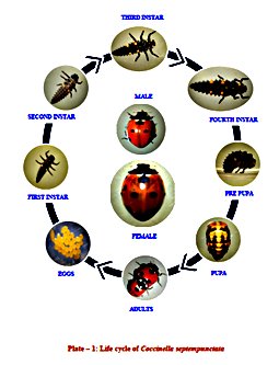 ladybird beetle life cycle